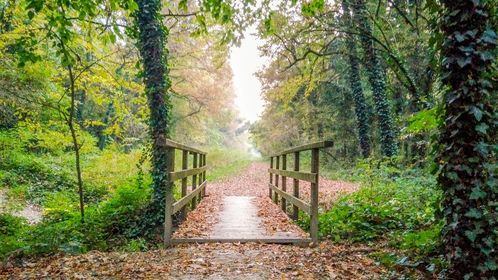 Ripuliamo il bosco della Panfilia
