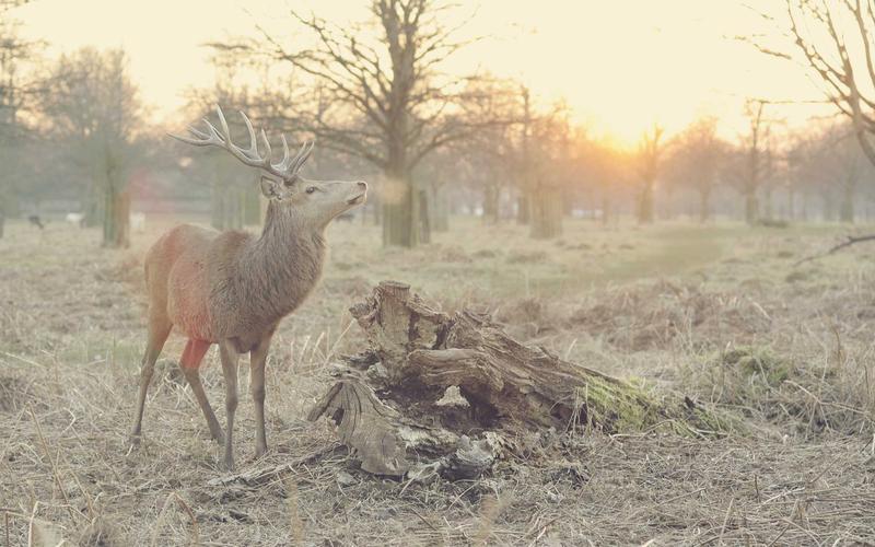 Gara cuori – Cuori per l'ambiente: RISE AGAINST HUNGER ITALIA ONLUS